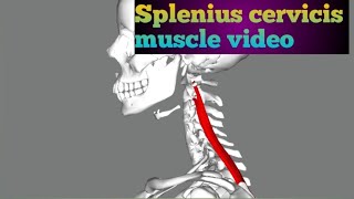 Splenius cervicis  Splenius cervicis muscles video  Splenius cervicis nerve  Splenius Function [upl. by Ahsir]