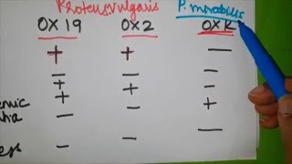 Rickettsia simplified  Part 3  Pathogenesis and Weil  Felix test [upl. by Eldin718]