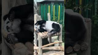 Panda Bear Scratches Away at Malaysian National Zoo [upl. by Aubyn22]