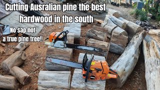 Cutting Australian pine the heaviest and best hardwood [upl. by Allister441]