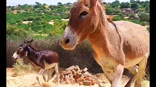 Donkeys donkey lifestyle donkeykong animals gadha [upl. by Ateiram]