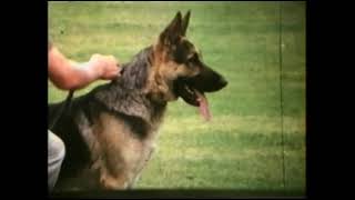 German Shepherds  1971 German Sieger  Raymond Sullivan [upl. by Lotti]