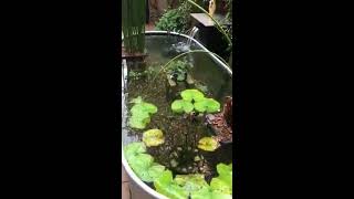 Backyard koi goldfish aboveground horse trough pond  stock tank [upl. by Eissert31]