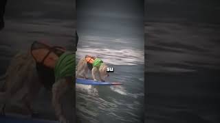 ¿Un concurso de perros surfeando😯shortsfeed shortvideo shortshorts [upl. by Adekan]