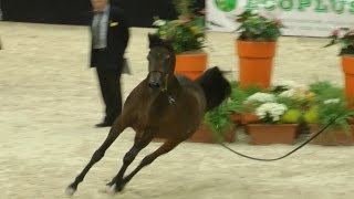 Cavalli Arabi Bellissimi \ Arabian Horses  Fieracavalli Verona 2015 [upl. by Ragucci]