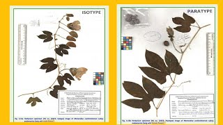 Holotype  Isotype  Paratype  Syntype  Lectotype  Neotype  Epitype  Nomenclatural Types [upl. by Estel]