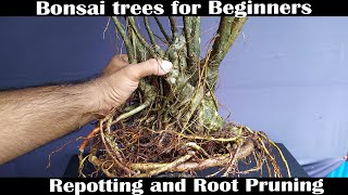 Bonsai Trees SECRETS Revealed in Repotting and Root Pruning [upl. by Reppep866]