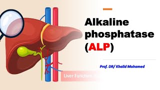 Alkaline Phosphatase ALP alp liverdisorders وظائفكبد [upl. by Celestia39]