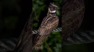 Great Eared Nightjar [upl. by Araem448]