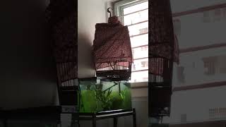 Yellow vented bulbul singing yellowventedbulbul songbird merbahkapur [upl. by Freda924]