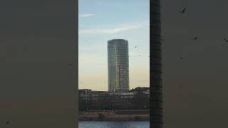 Birds fly over Rhine river at Cologne evening [upl. by Roche44]