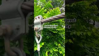 KL Forest Eco Park travel malaysia kualalumpur ecopark forest traveldestinations tree [upl. by Worthington]