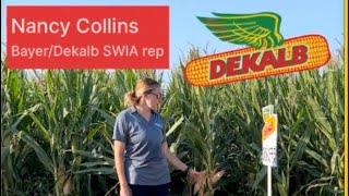 Dekalb seed plot varieties SW Iowa [upl. by Sumer]