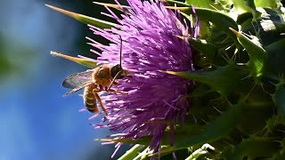 Mariendistel  DIE Pflanze für die Leber [upl. by Hussey]