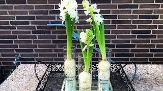 How to Grow Hyacinth in Water [upl. by Aelsel]