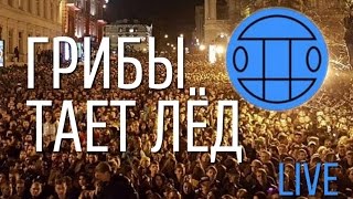 Грибы Live  Концерт  Тает Лёд  Одесса 1 апреля 2017 [upl. by Egap352]