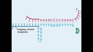 6 Telomere Replication [upl. by Thorncombe]