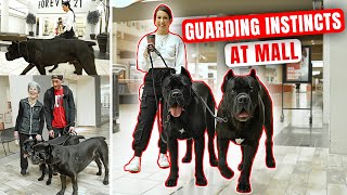 Cane Corso Guarding Instincts at Mall 1st Time CAUGHT ON CAMERA [upl. by Burford]