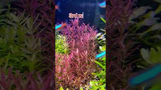 Rotalla blood red 1stday to 3rdweek growth shortsvideo shortsviral shorts shortvideo aquarium [upl. by Gnoz]