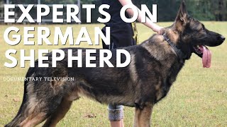 Everything You Need to Know About German Shepherds [upl. by Slaughter]