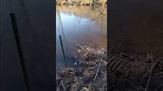 Catching pickerel in small swamp pickerel [upl. by Tteltrab660]