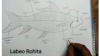 how to draw labeo rohita fish [upl. by Vashtee462]