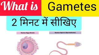 What is Gametes [upl. by Ecnar286]