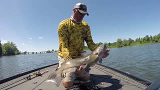 Chaumont Bay Catfish July 2018 [upl. by Ahsyle]