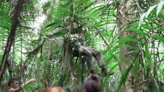 Catching a threetoed sloth and removing a sleep logger [upl. by Merat961]