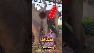 PERCHÈ QUESTA RAGAZZA CONSERVA RICORDINI DI ELEFANTE 😱 scienza [upl. by Cedar]