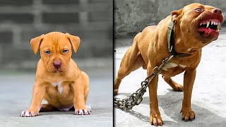 ANTES Y DESPUÉS DE ANIMALES CRECIENDO INCREÍBLES TRANSFORMACIONES DE ANIMALES [upl. by Lenehc]