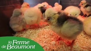 Éclosion des oeufs en couveuse et mise des poussins en éleveuse  Conseils de la Ferme de Beaumont [upl. by Fayina432]