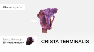 Crista terminalis [upl. by Hpesoj]