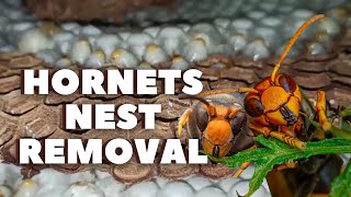 Removing Hornets Nest Asian Giant Hornets Nest [upl. by Hy]