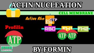 Actin Nucleation By Formin Protein  Actin Binding Proteins [upl. by Bilicki118]