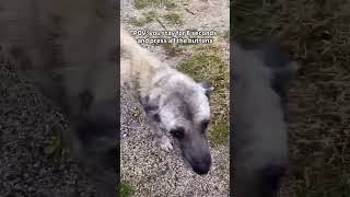 Help me save this dog dog pets helpdogrescues doglover animals [upl. by Andeee]