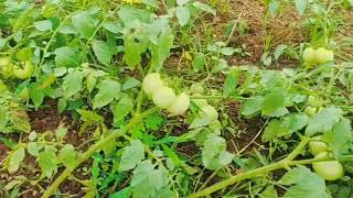 tamato forming thatimakula palli village organicfarming kadapa district viralvideo [upl. by Sapphire]