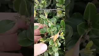 Diferencias entre ligustrina y buxus Lugustrum sinensis y Buxus sempervirens [upl. by Dafna]