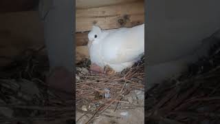 Fancy pigeon👿👿😱😱 lotan Amar posha prani😱😱😱👿👿🥴🥴🕊️🕊️ [upl. by Euqinitram]