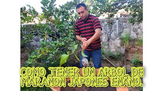 COMO TENER UN ARBOL DE MARAÑON JAPONES ENANO [upl. by Elleinnad68]