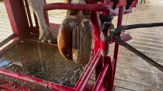 How Hoof Block Remove in Lame Cow Recovery of Toeulcer Hoof Block for Recovery of Lameness [upl. by Ontine]