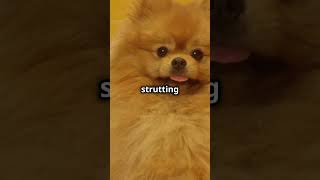 Jiffpom the Pomeranian beautifulthailand wildlife wildlifetourism americanbear travel animals [upl. by Holt]