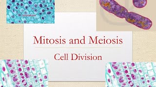 Differences between Mitosis and Meiosis GCSE Stages of Mitosis Cells Biologychromosomes [upl. by Fawn391]