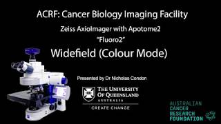 8 Zeiss AxioImager with Apotome Training  Fluoro2  Widefield Colour Mode [upl. by Dunn]