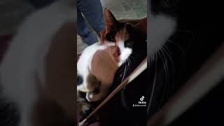 Un chat errant en Turquie qui réclame un câlin 🥹🥰 cat cutecat [upl. by Aikenat]