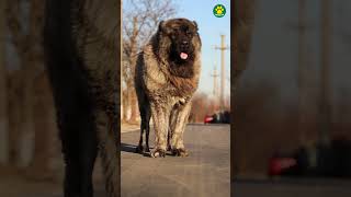 Caucasian Shepherd  The Wolf Killer Dog Breed 31100 Pawsomedogs [upl. by Ayot599]