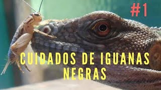 CUIDADOS DE IGUANA NEGRA Ctenosaura Pectinata [upl. by Laddie]