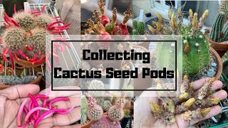 How and When to Collect Cactus Seed Pods Harvesting cactus fruit for seeds [upl. by Enait]