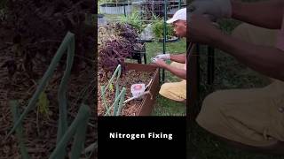 Nitrogen fixation with rhizobium bacteria garden gardening [upl. by Svetlana638]