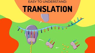 Protein Synthesis Translation [upl. by Lehcer]